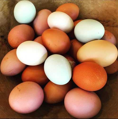 Assorted Color  Eggs