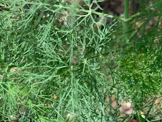 Herb DILL