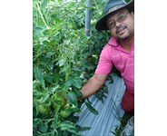 Tomatoes from Fair Produce in Brunswick