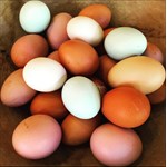Assorted  Colored Farm Fresh Eggs
